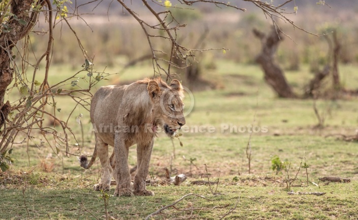 Lion