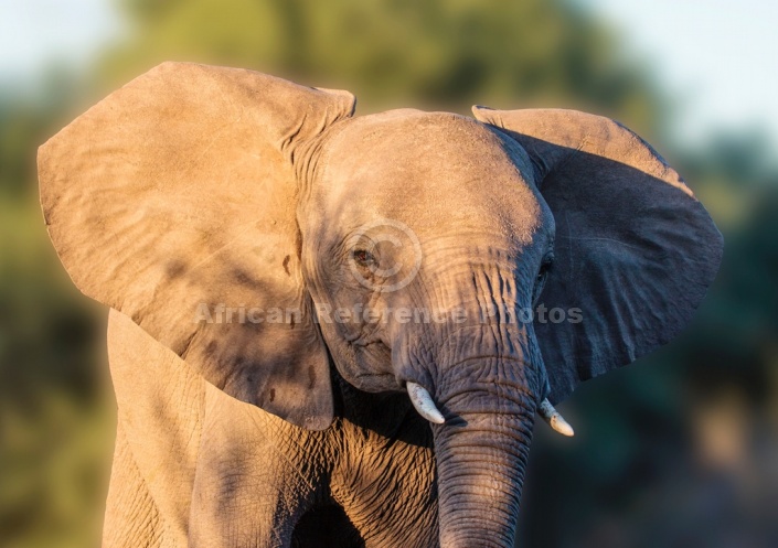 Agressive Young Elephant with Ears Flapping