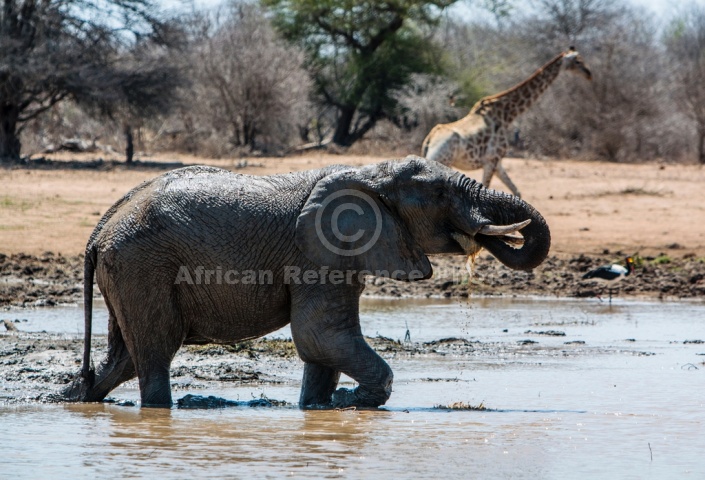 Elephant Having a Drink