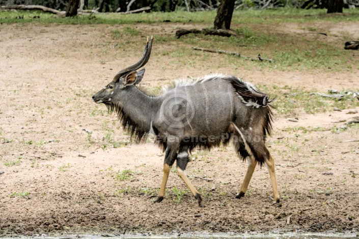 Nyala Male Walking