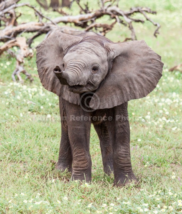 Baby Elephant, Full Figure