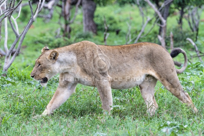 Lioness Walking, Close View
