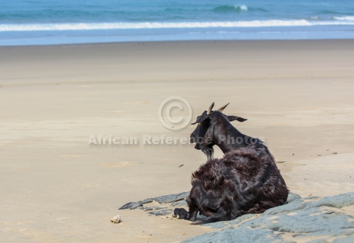 Goat Relaxing on Beach