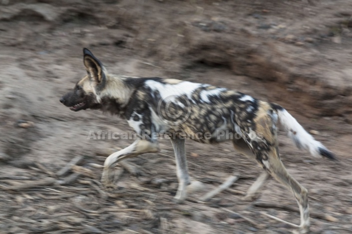 Wild Dog