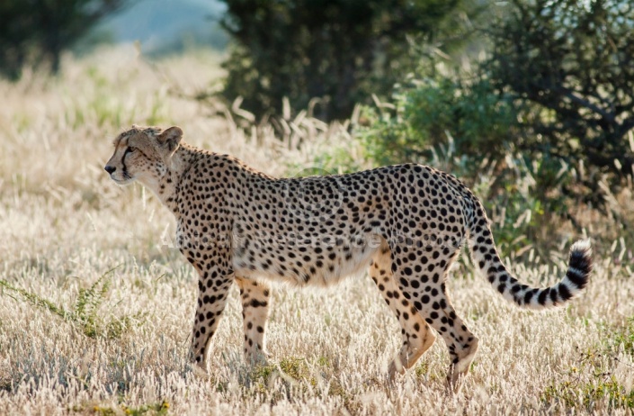 Cheetah Female, Side View