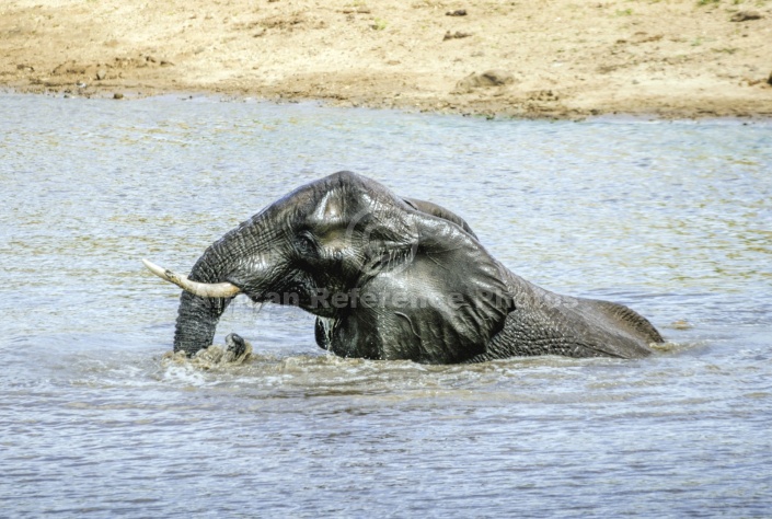 Elephant Enjoying Bath