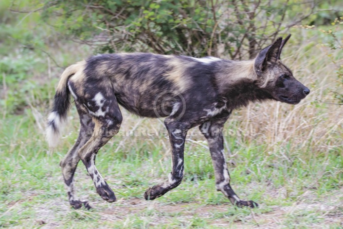 Wild Dog