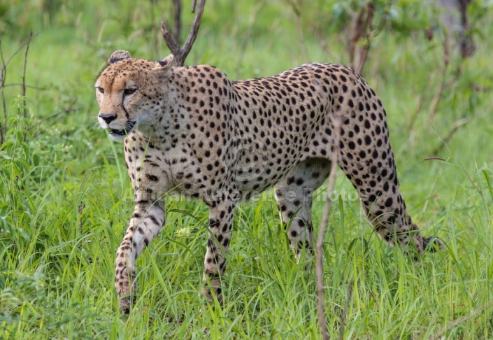 Cheetah Male Stepping Through Grass