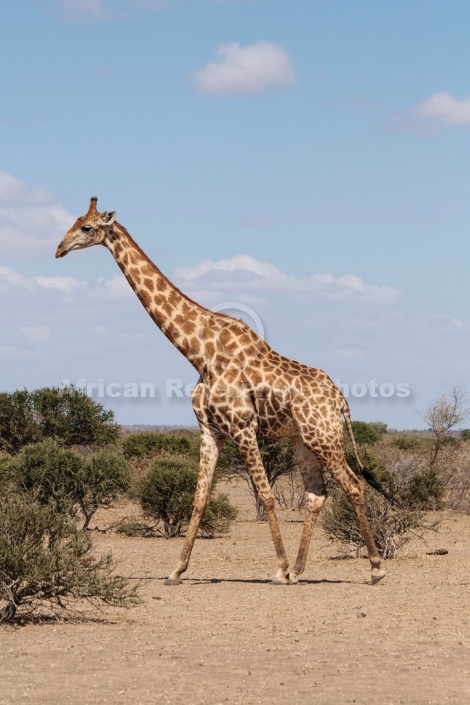 Male Giraffe Walking