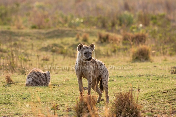 Spotted Hyena photo for art reference