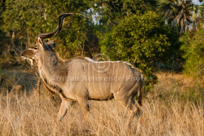 Kudu Bull