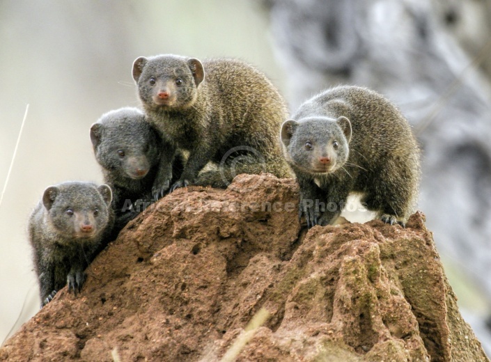 Dwarf Mongooses on Termite Mound
