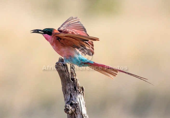 Carmine Bee-eater