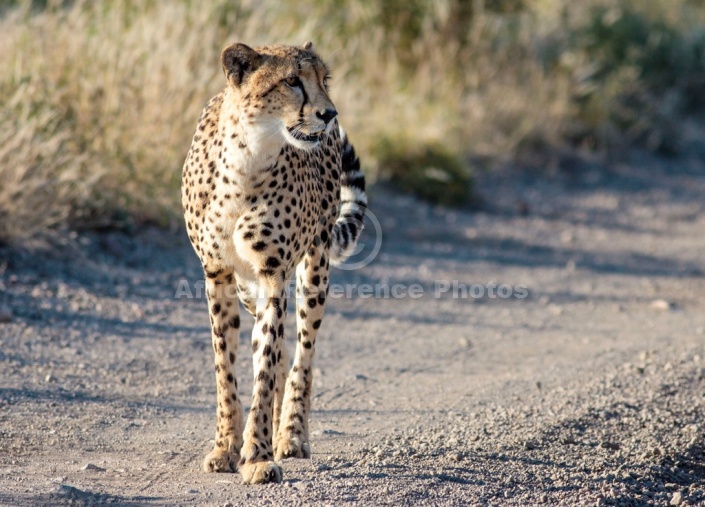 Cheetah in Road