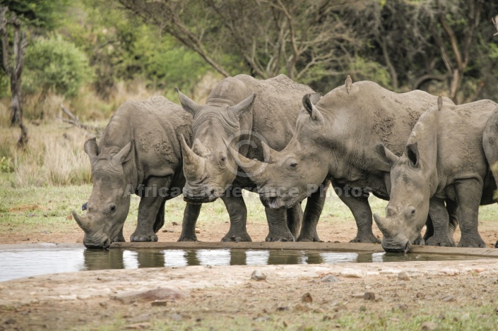 White Rhino Group