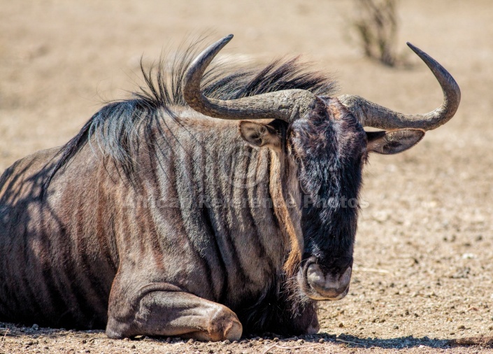 Blue Wildebeest