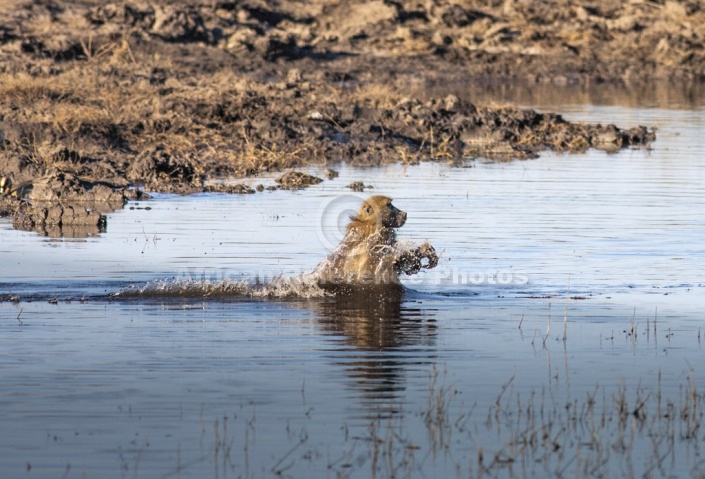 Chacma Baboon