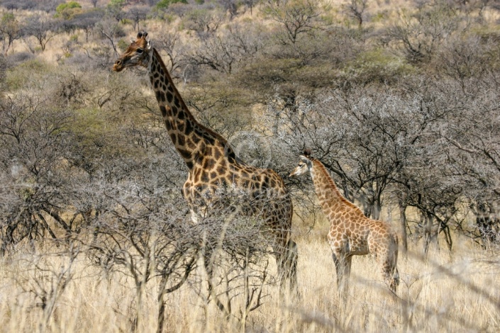 Giraffe Mother with Youngster