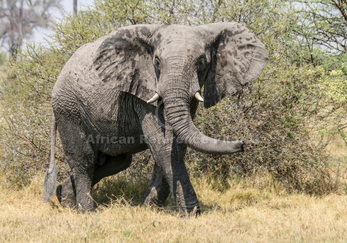 African Elephant Reference Photo