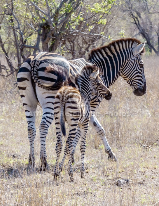 Zebra Foal with Mother