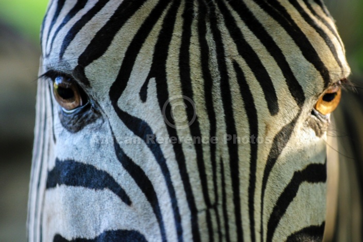 Close-up of Zebra's head and eyes