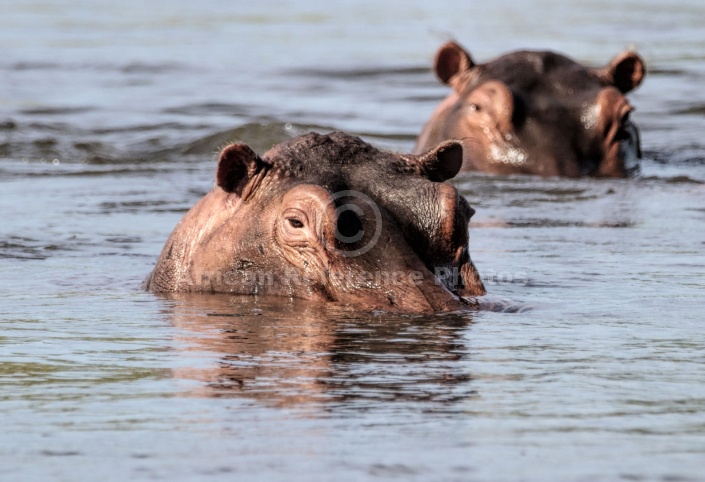 Hippo Pair in River