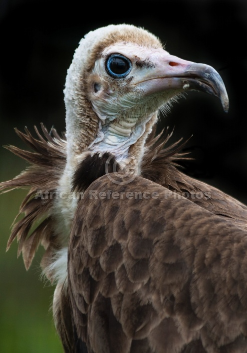 Hooded Vulture Portrait