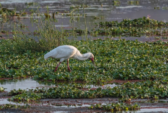 African Spoonbill Reference Picture