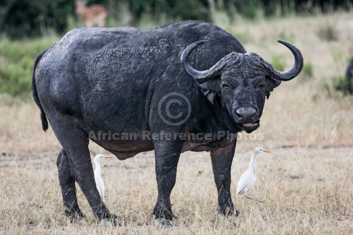 African Buffalo