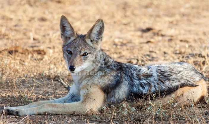 Black-backed Jackal