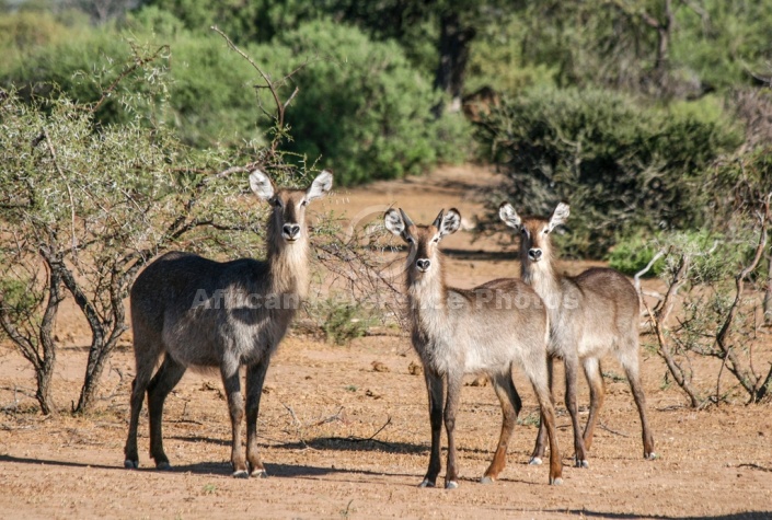 Waterbuck Female and Youngsters