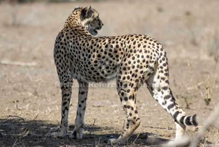 Cheetah