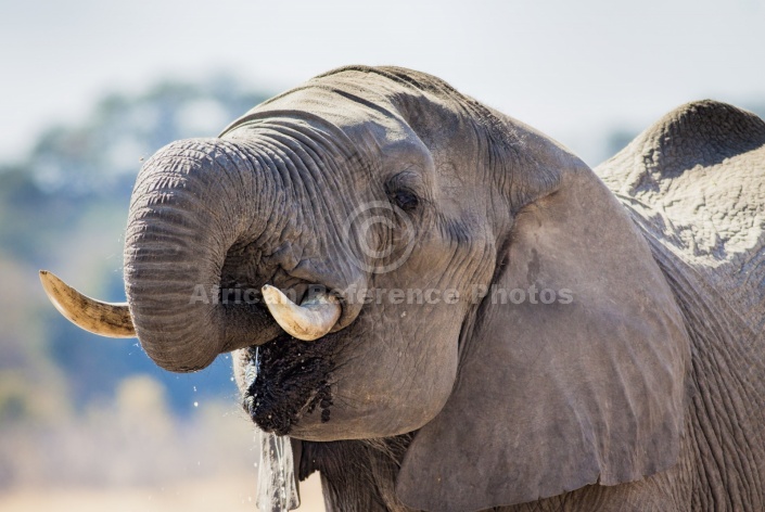 Elephant Quenching Thirst