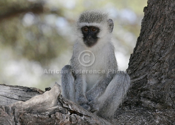 Vervet Monkey