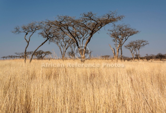 Acacia Tree