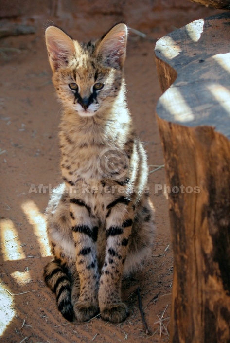 Serval Kitten Looking at Camera