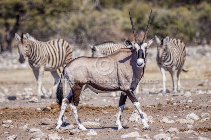 Gemsbok with Zebras