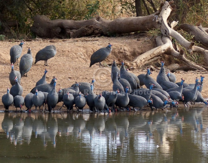 Guineafowls at waterhole