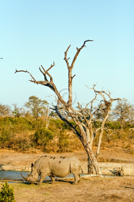 White or Square-Lipped Rhinoceros