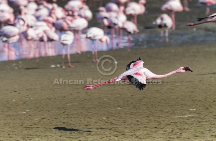 Lesser Flamingo About to Land
