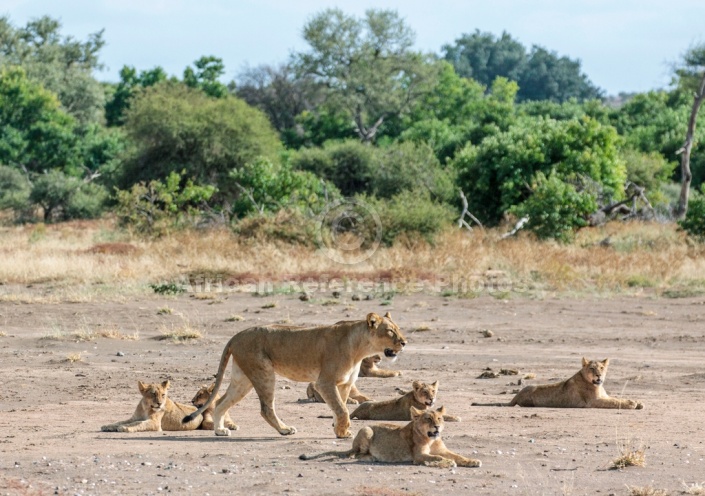 Lioness Guarding Youngsters