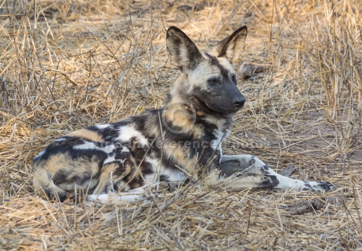 Wild Dog