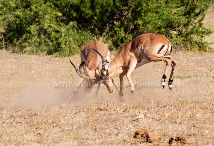 Impala Rams Locking Horns