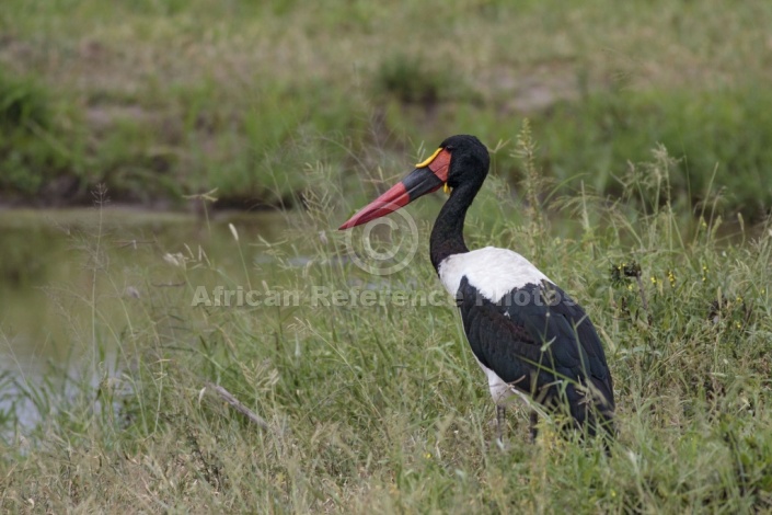 Saddle-billed Stork