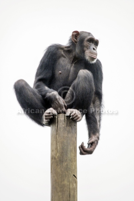 Captive Chimpanzee