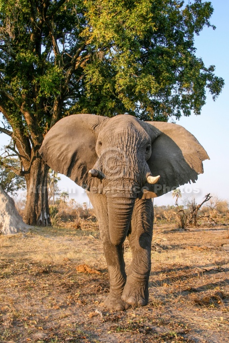 Elephant Bull, Front-on View