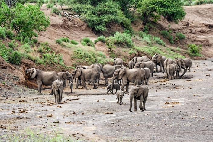 Elephant Herd Finding Water