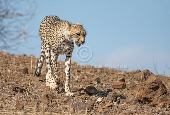 Cheetah