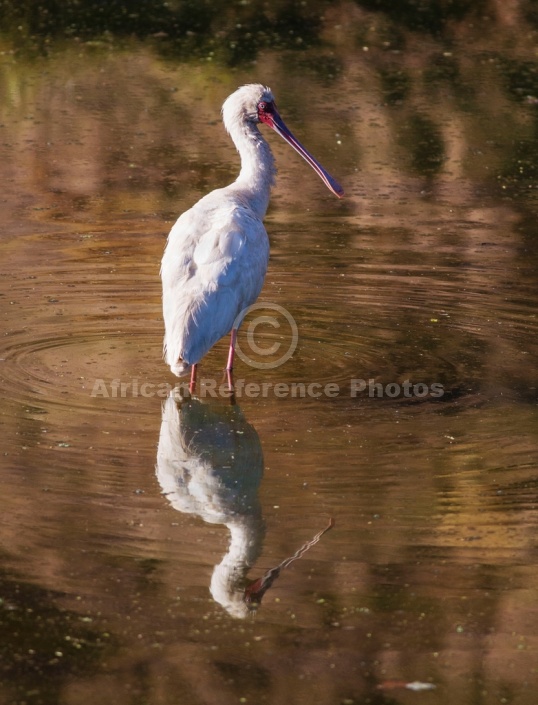 African Spoonbill with Reflection