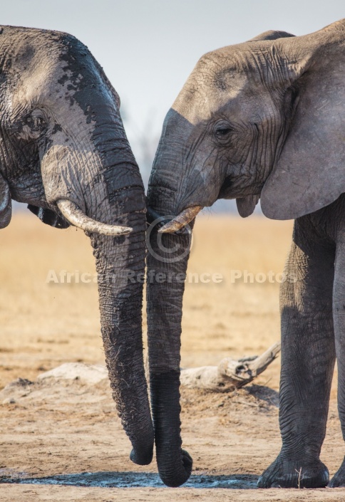 Elephant Pair Drinking Together